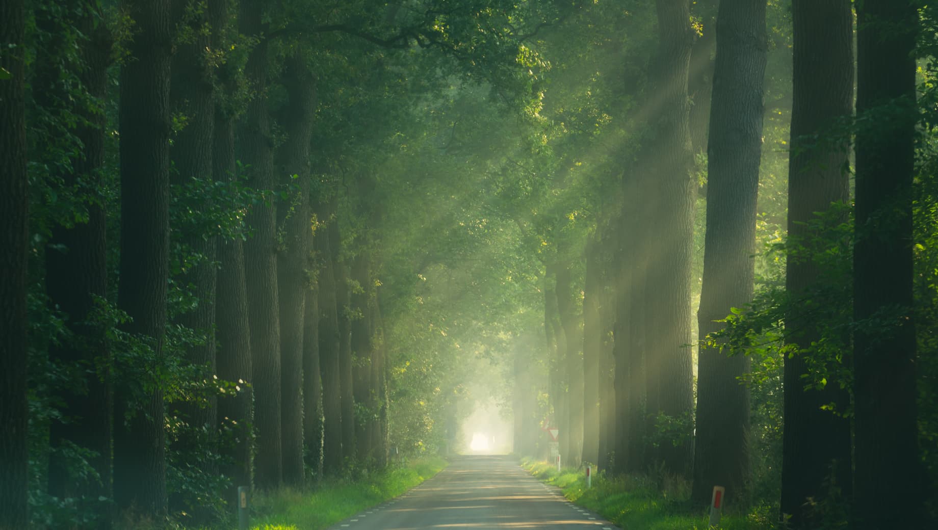 Magical Forests image