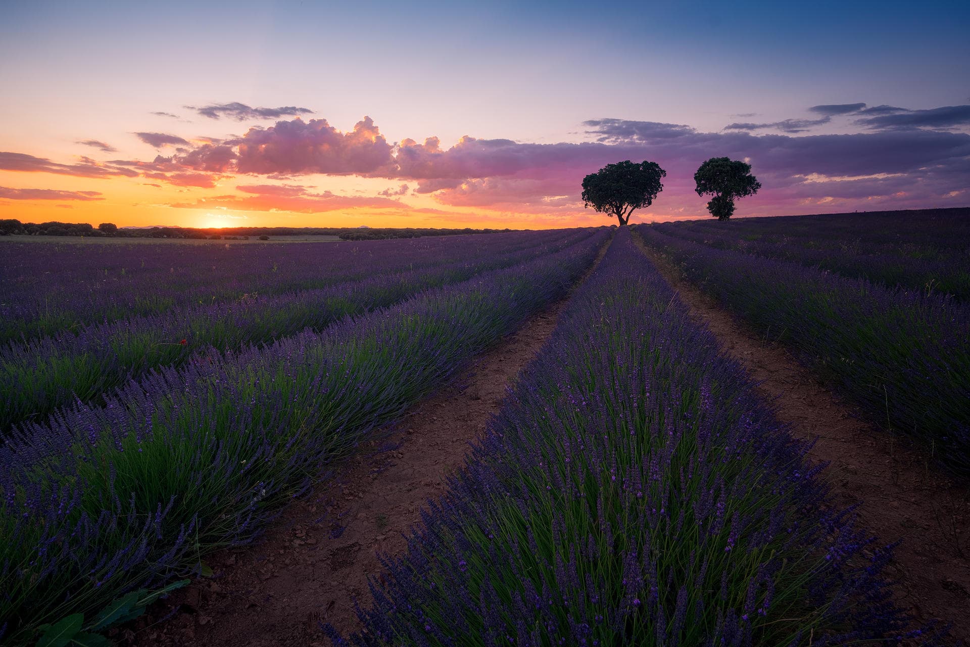 Sense Of Lavender image