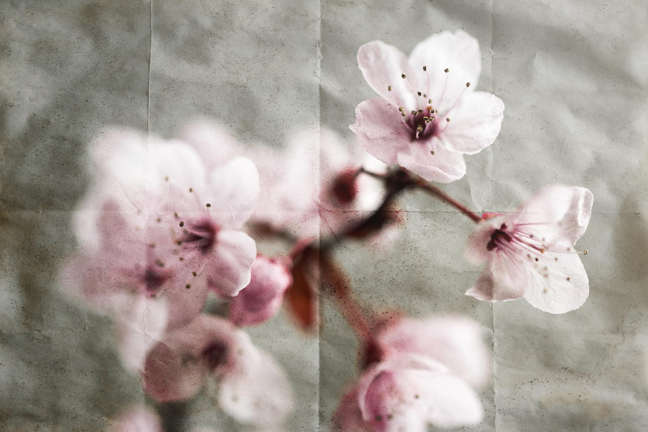 Parchment Paper Overlays image