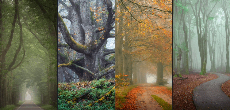 Complete Magical Forests Bundle image