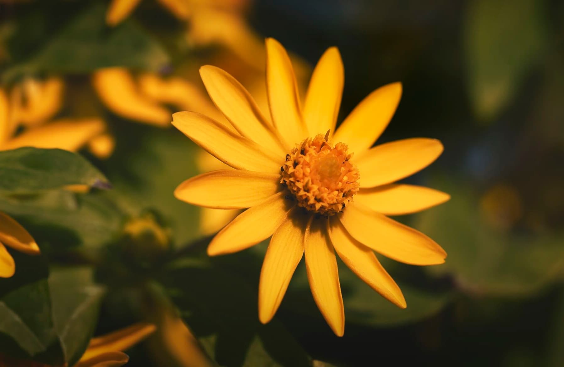 Enhance Lightroom Editing with the Luminar Neo Plugin image